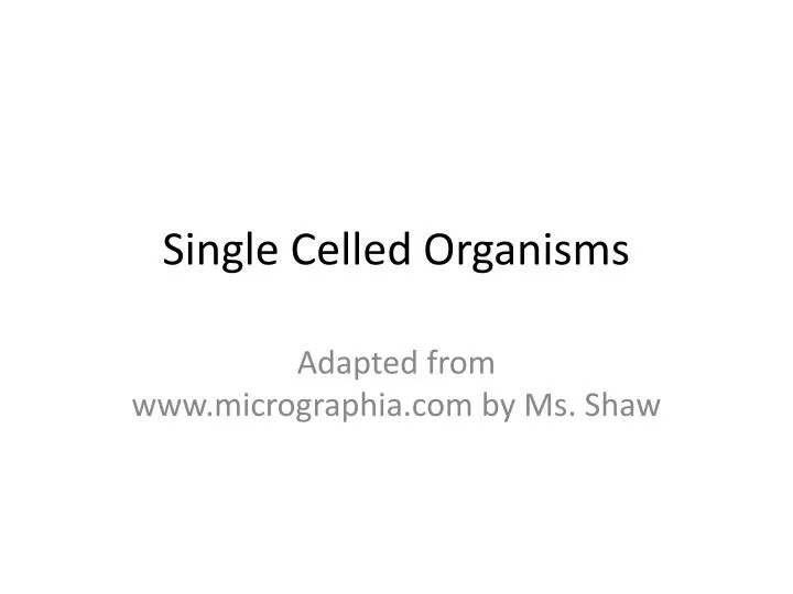 single celled organisms