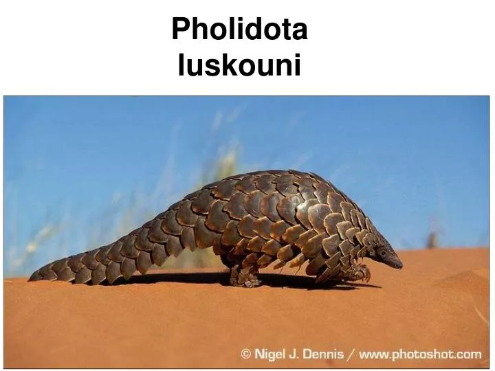 pholidota luskouni
