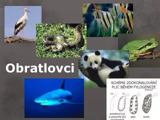 obratlovci