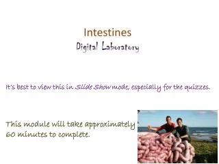 Intestines Digital Laboratory