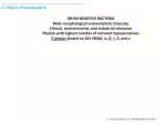 3. Phylum Proteobacteria - slide 1