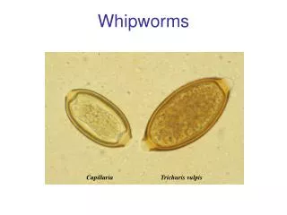 Whipworms