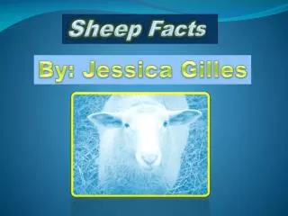 Sheep Facts