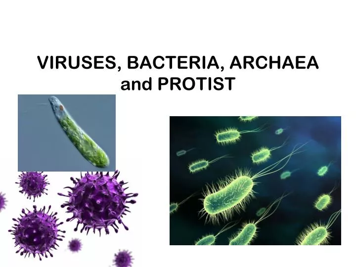 viruses bacteria archaea and protist