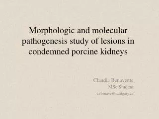 Morphologic and molecular pathogenesis study of lesions in condemned porcine kidneys