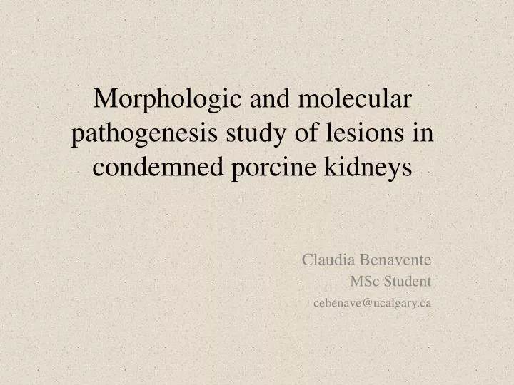 morphologic and molecular pathogenesis study of lesions in condemned porcine kidneys