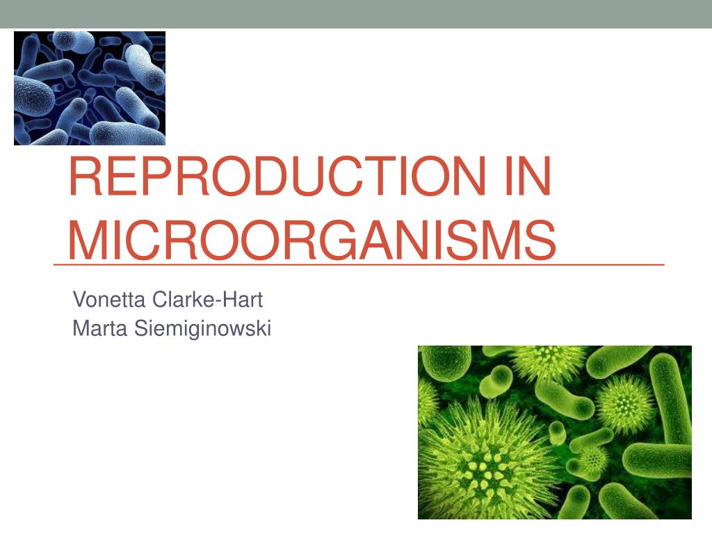 PPT - Reproduction in Microorganisms PowerPoint Presentation, free ...