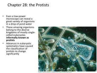 Chapter 28: the Protists