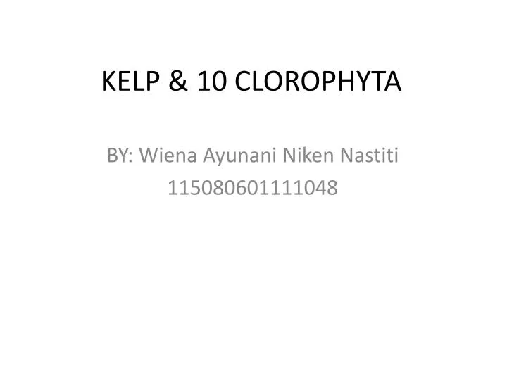 kelp 10 clorophyta