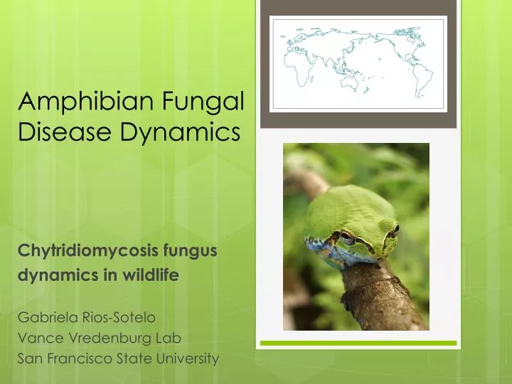 amphibian fungal disease dynamics