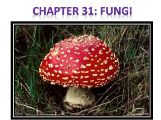 Chapter 31: Fungi