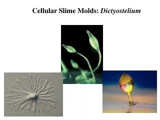 Cellular Slime Molds: Dictyostelium