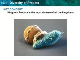 KEY CONCEPT Kingdom Protista is the most diverse of all the kingdoms.