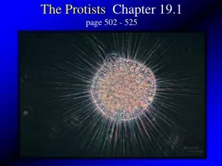 The Protists Chapter 19.1 page 502 - 525