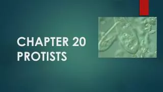 CHAPTER 20 PROTISTS