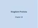 Kingdom Protista - slide 1