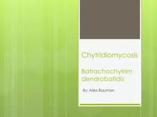 Chytridiomycosis Batrachochytrim dendrobatidis