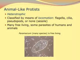 Animal-Like Protists