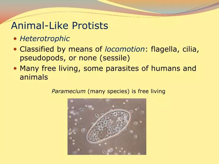 animal like protists