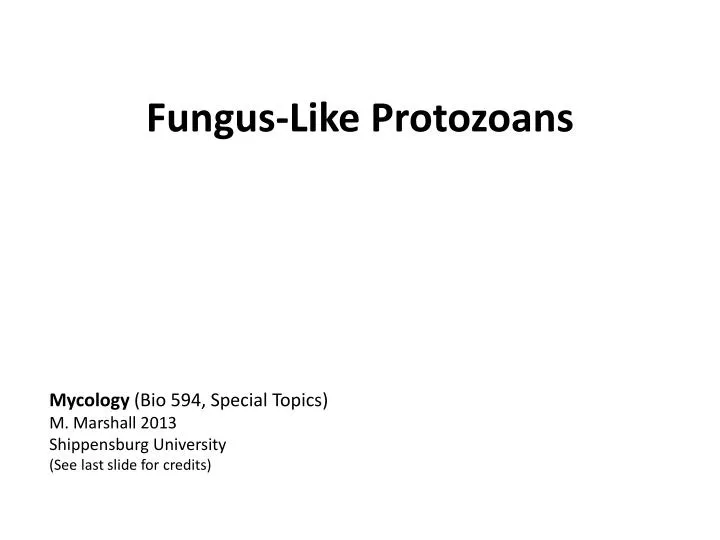 fungus like p rotozoans