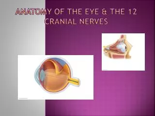 Anatomy of the Eye &amp; the 12 cranial nerves