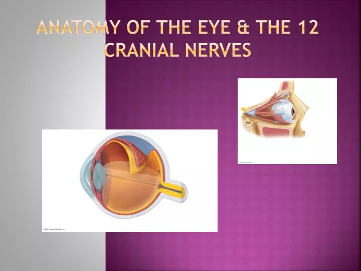 anatomy of the eye the 12 cranial nerves