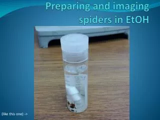 Preparing and imaging spiders in EtOH