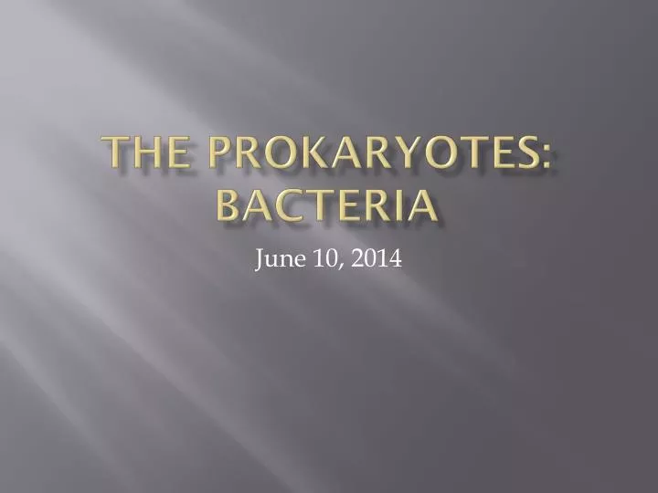 the prokaryotes bacteria