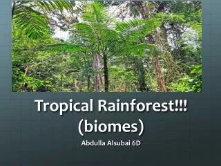 Tropical Rainforest!!! (biomes)