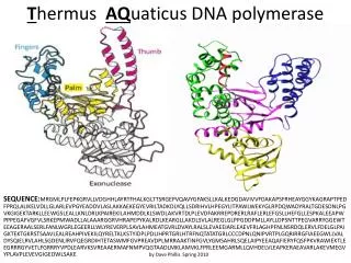 T hermus AQ uaticus DNA polymerase