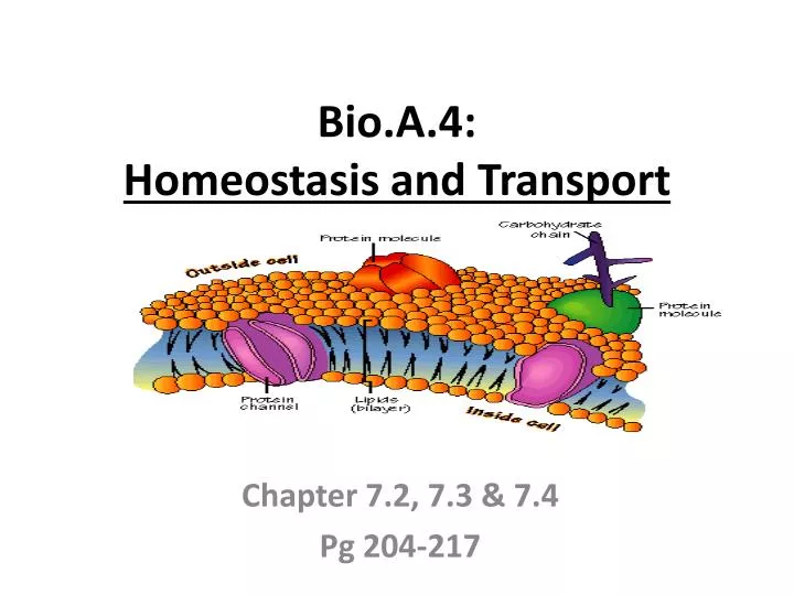 bio a 4 homeostasis and transport