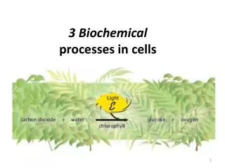 3 Biochemical processes in cells