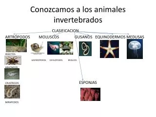 conozcamos a los animales invertebrados