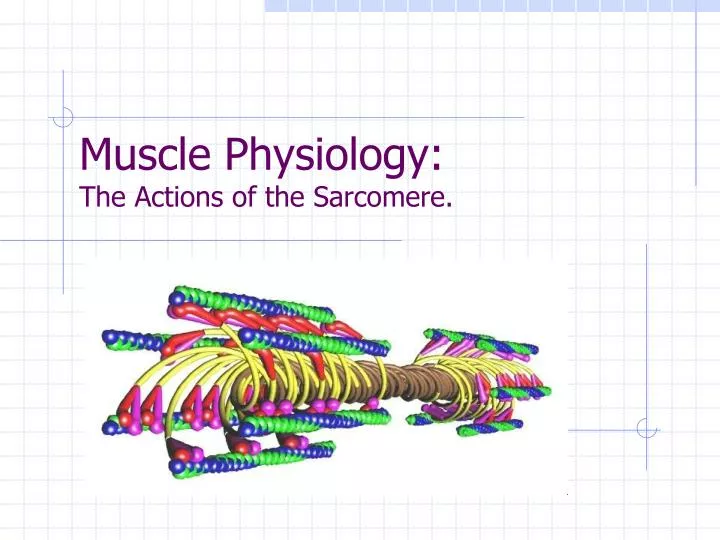 muscle physiology the actions of the sarcomere