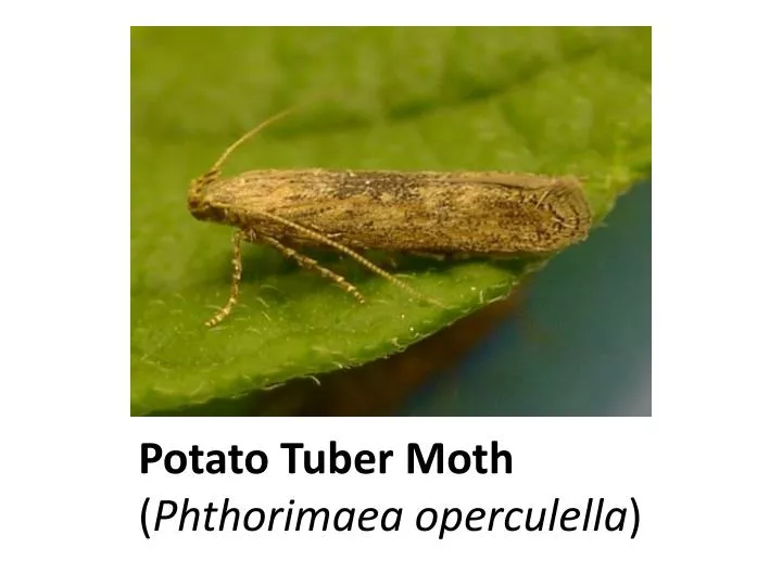 potato tuber moth phthorimaea operculella
