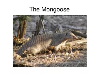 The Mongoose