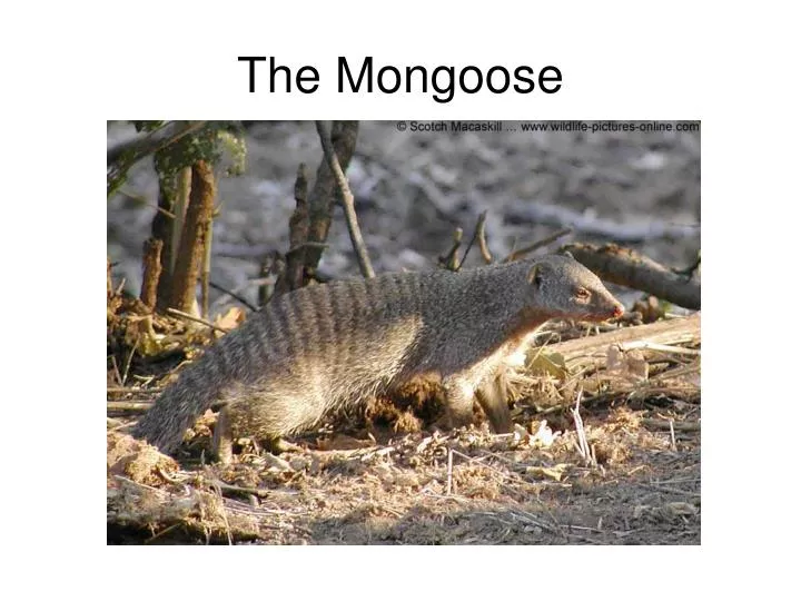 the mongoose
