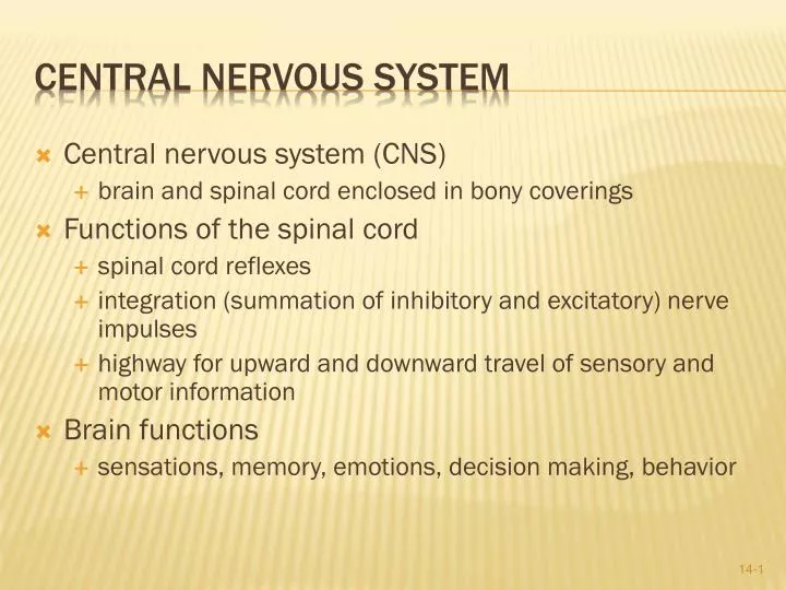 central nervous system