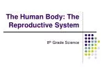 The Human Body: The Reproductive System - slide 1