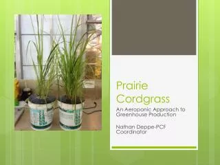 Prairie Cordgrass