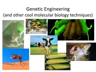 Genetic Engineering (and other cool molecular biology techniques)