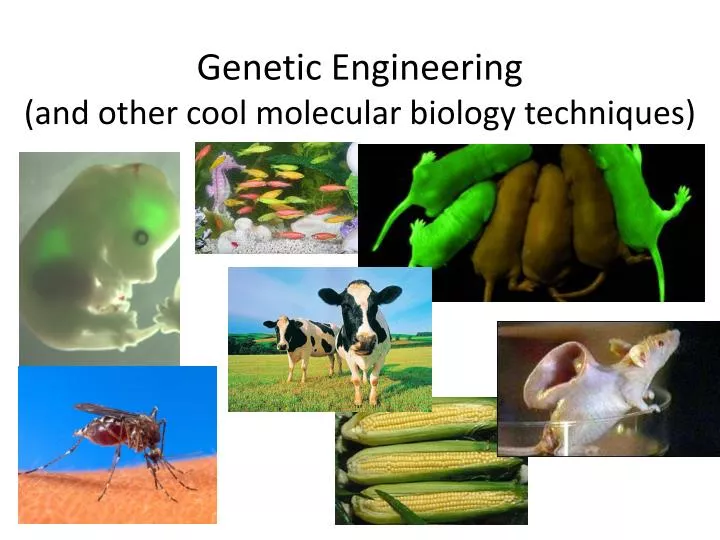genetic engineering and other cool molecular biology techniques