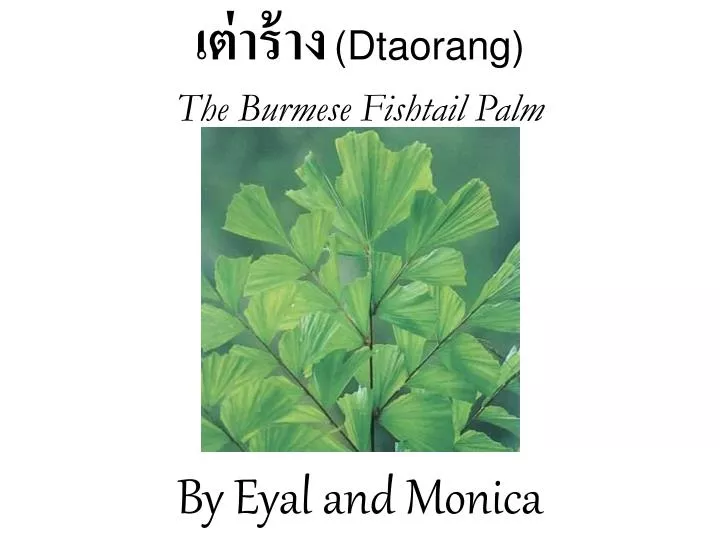 dtaorang the burmese fishtail palm