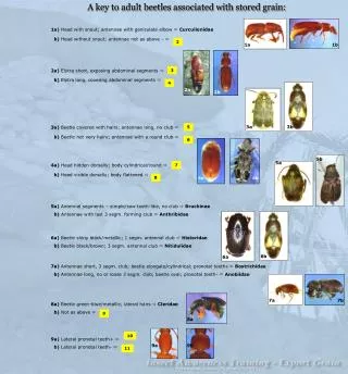 A key to adult beetles associated with stored grain: