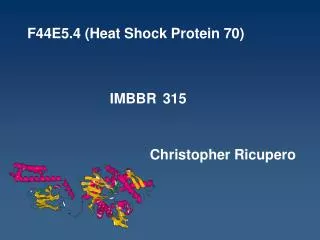 F44E5.4 (Heat Shock Protein 70)