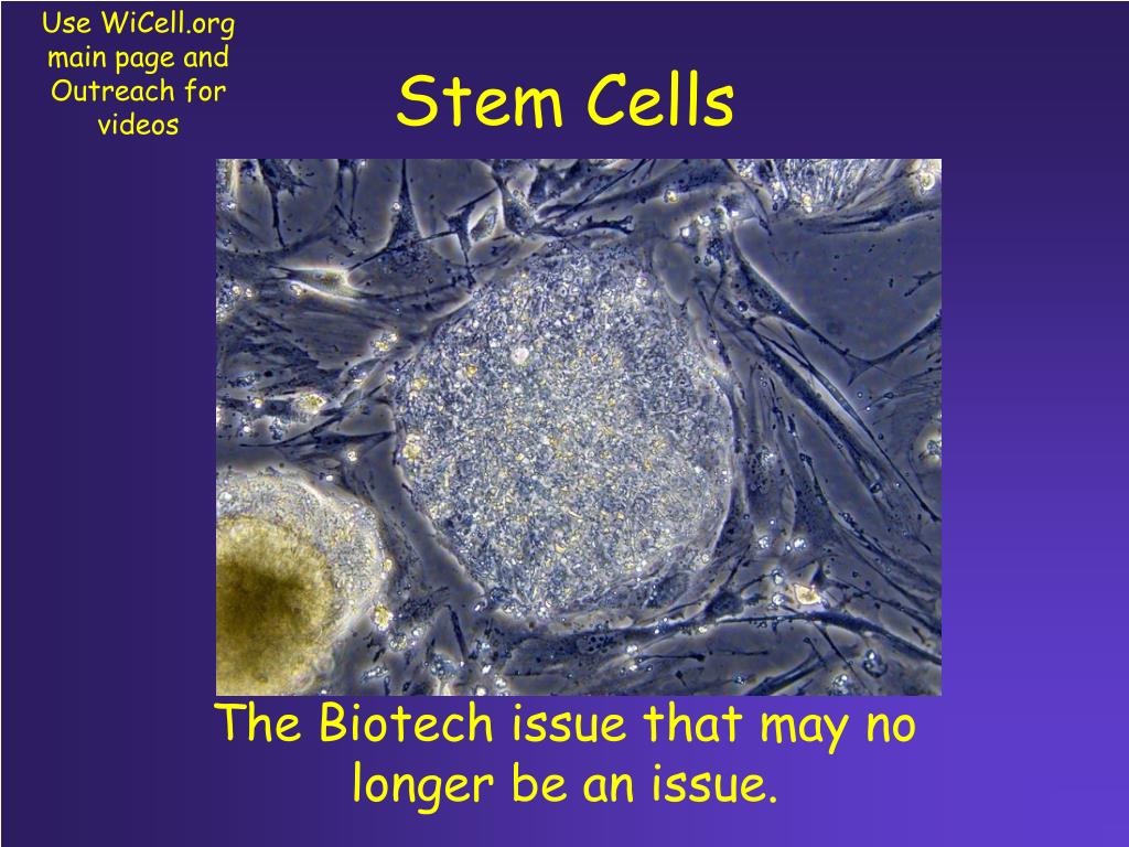 PPT - Stem Cells PowerPoint Presentation, free download - ID:2399684