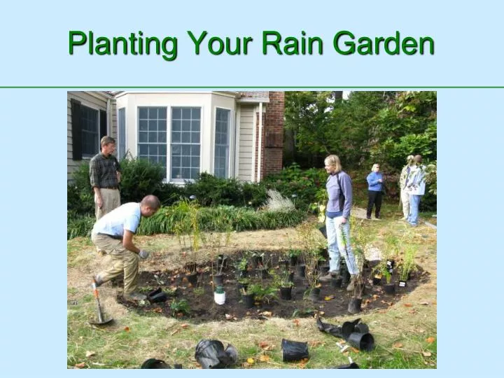 planting your rain garden