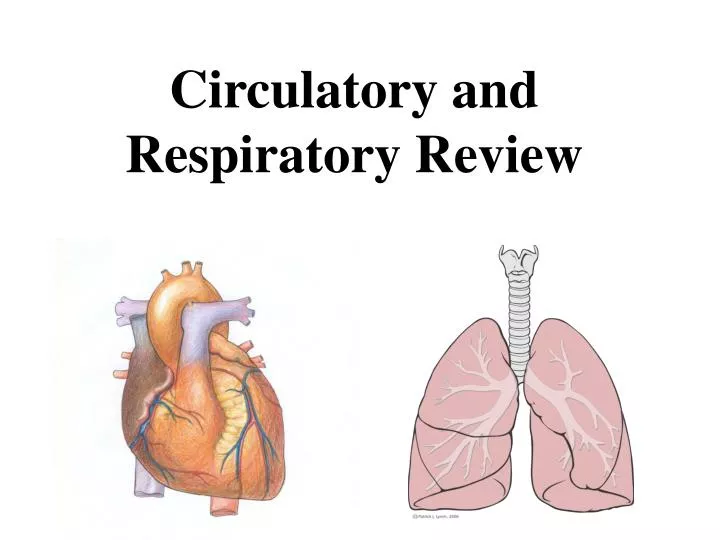 circulatory and respiratory review