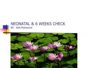 NEONATAL &amp; 6 WEEKS CHECK BY: AAA Muhamed