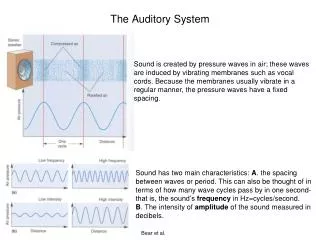 The Auditory System